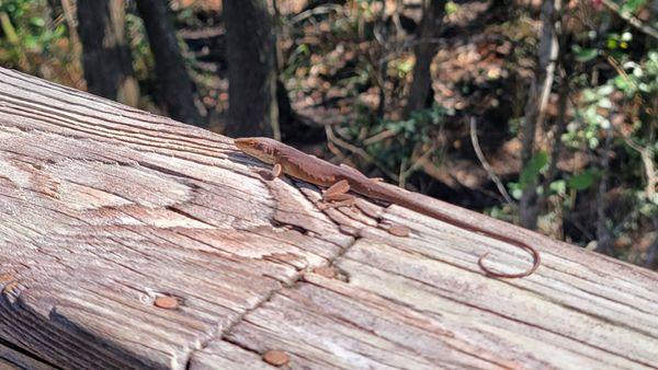 He's camouflaged, but I still saw this anole.