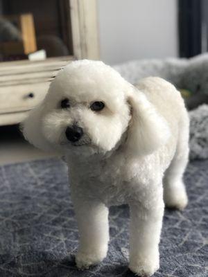 Mister Lovey after a fresh cut from Haute Dawgs dog spa.