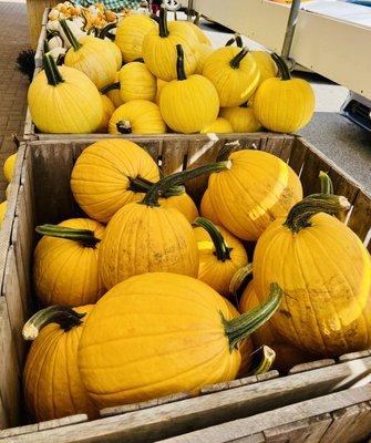 Yellow pumpkins