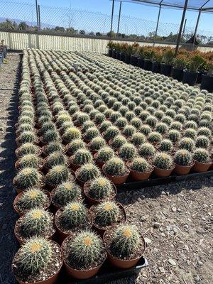 Golden barrel cactus