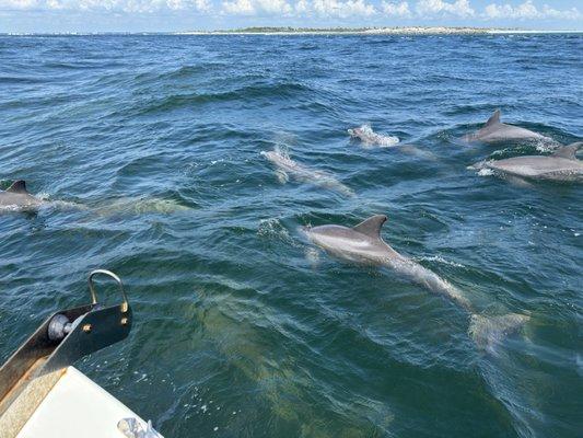 POD of dolphins