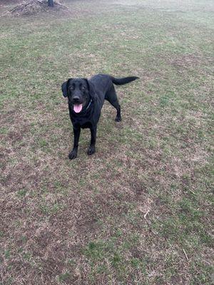 Great dog park