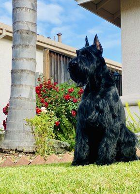 Freshly Groomed Saint