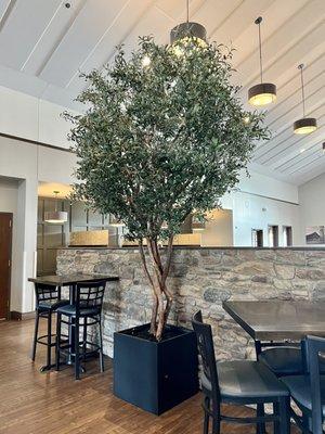 12' olive tree with multi trunk, branches with olives