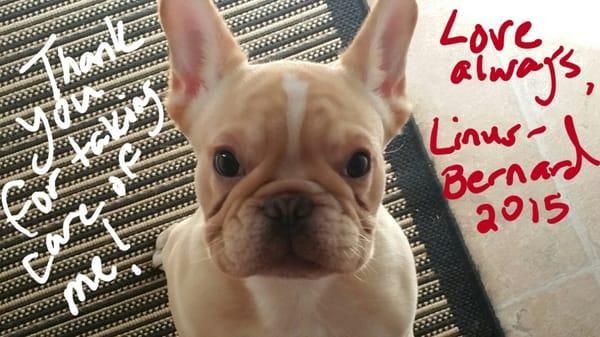 Great experience from loving staff, definitely service excellence  Linus-Bernard wanted to let you know his ears are 100% again!