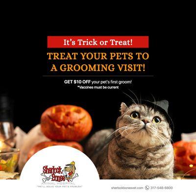 Are your pets ready for Halloween? Make sure they look their best - whether spooky or funny- with our grooming special!