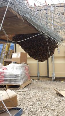 Bee hive removal in chatsworth.  Ca