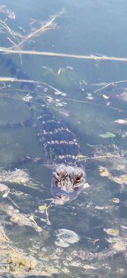 Baby Gator next to our table