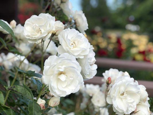 Rosa 'Climbing Iceberg'