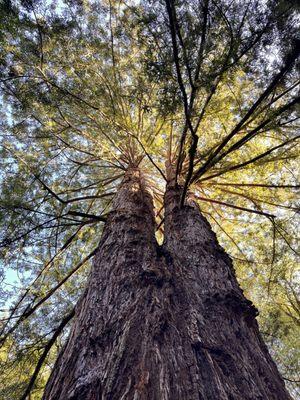 Coastal Redwood tree.