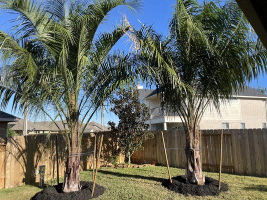 Palm trees that were planted