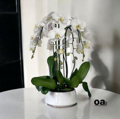 Orchids Arrangements