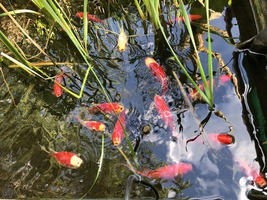 Koi and goldfish are in the fish pond.