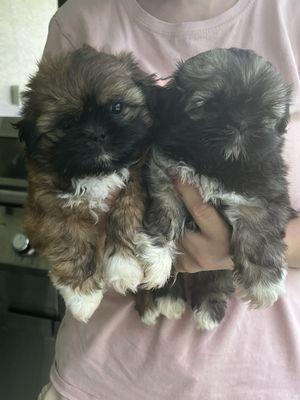 Shih-tzu puppies