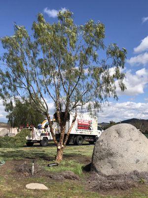 A little pepper tree in the middle of the yard looks 100% better