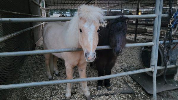 Bob and Linda, two minis named after two of the owners. So cute!