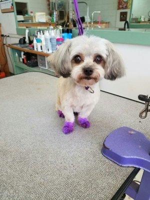 The cute little Tiny  with her new purple paws  So cute