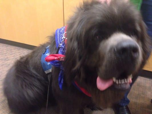 Therapy dogs like Sherman, this Newfoundland, are a common sight. They're all with good handlers, and love cuddles.