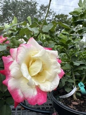 Nelson Florida Roses Double Delight