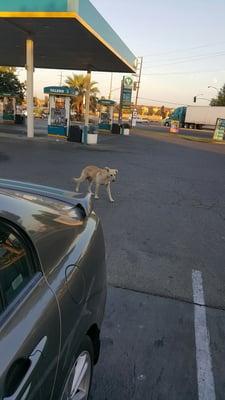 hope you're not afraid of dogs- they'll randomly wander through the parking lot on a consistent basis