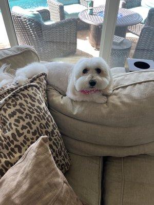 This is our Coton De Tulear, Quinn after her grooming appointment!