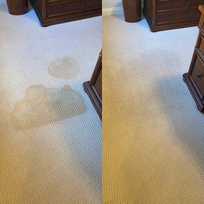 Carpet Cleaning and Stain Removal