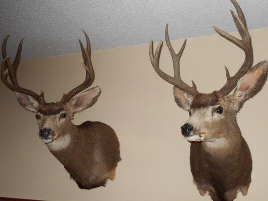 Golden Ridge Taxidermy