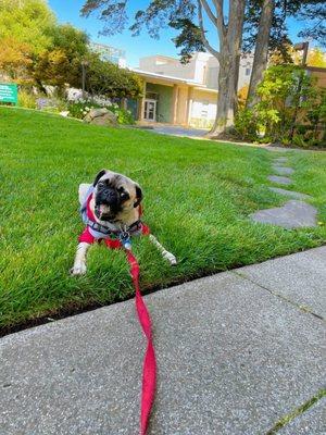 Nom, nom, nom, grass is greener on this side.