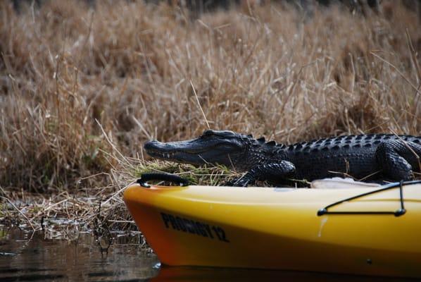 Take a Kayak tour and explore Sarasota while being lead by an experienced tour guide!