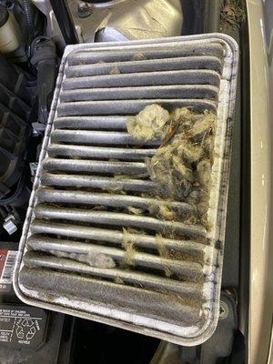 Mouse had been nesting in my cabin air filter - yucko! Got it changed out the same day, thanks, Greg's!