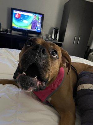 My pup before surgery chilling in the room.