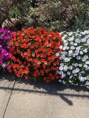 Lining the sidewalk outside