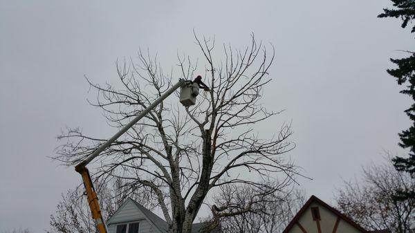 Tree-Mendous Tree Surgeons