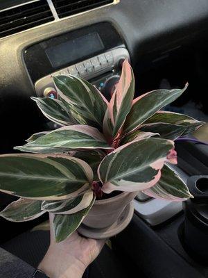 The plant & pot for about $23!