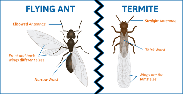 Quick reference to be able to tell the difference between ants and termites #TermiteWeek