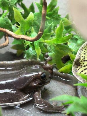 Healthy white tree frog after Jasmyn's TLC.