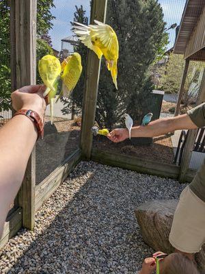 Feeding the parakeets - May 2022