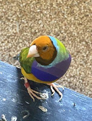 bird in the aviary