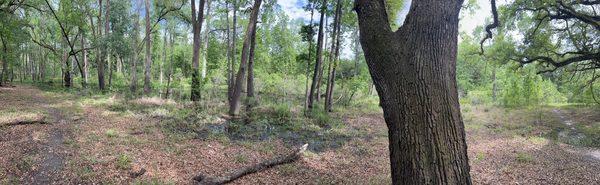 Fresh water wetland.