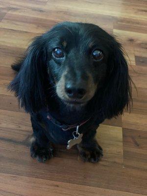 Long haired dachshund got his summer trim