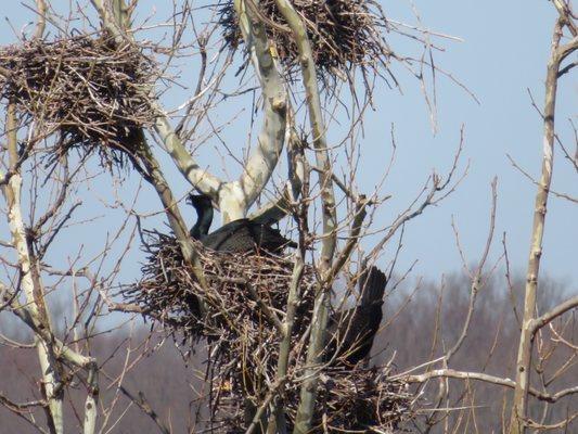 Nesting cormorants