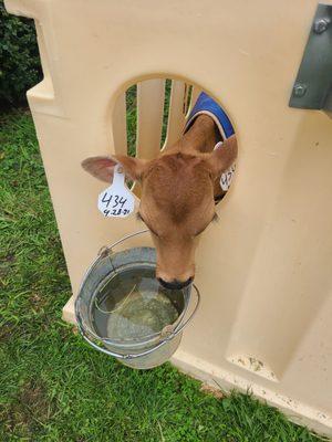 Golden Glen Creamery