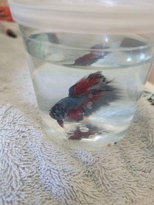 Beautiful and Cheap Betta Fish