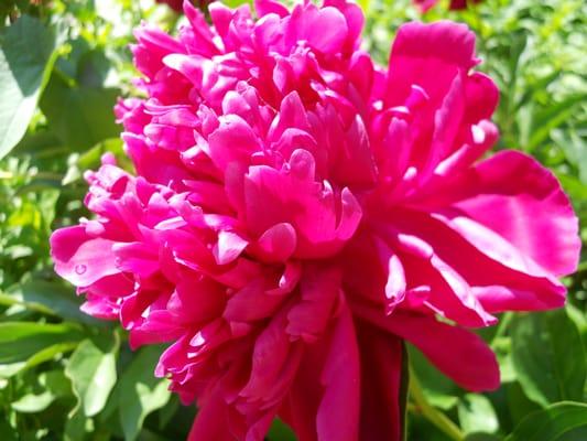 Bright, Fresh, Fuchsia Peonies