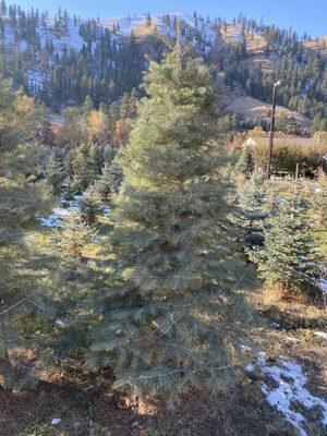 Shelton's Christmas Tree Farm