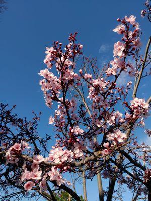 cherry blossoms