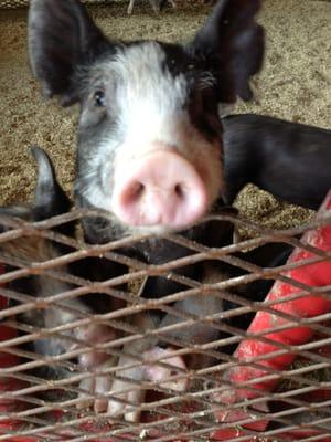 Berkshire Piglets