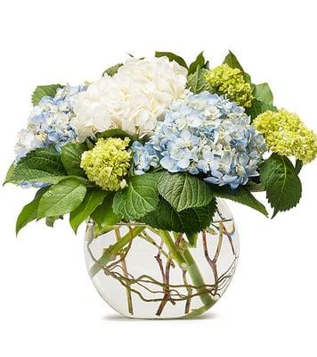 Mighty Hydrangea