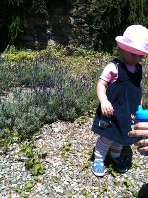 eve in the lavender