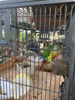 And parrots